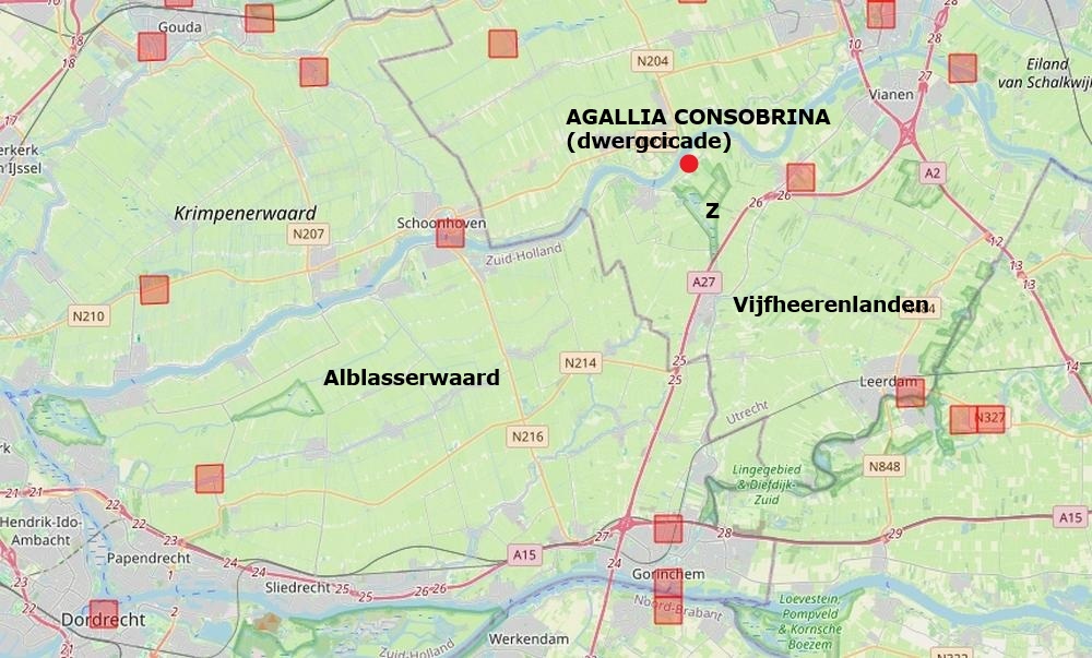 agallia consobrina zouweboezemgebied06092026 kaartperiode 2000 2026