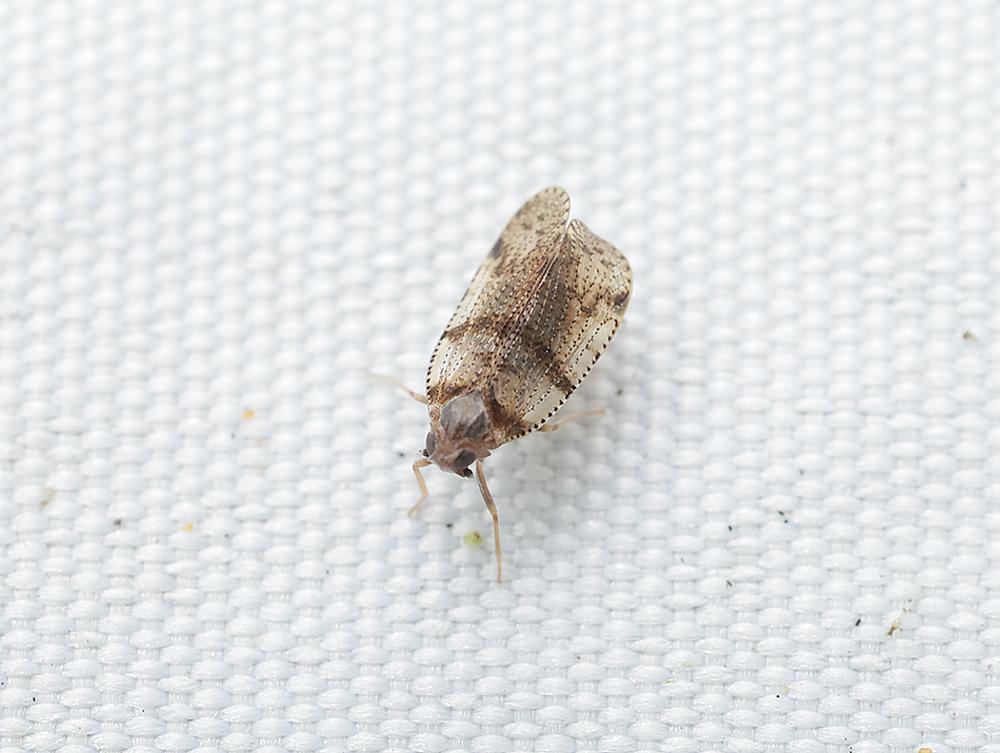 cixius distinguendus een glasvleugelcicade zouweboezemgebied03092026