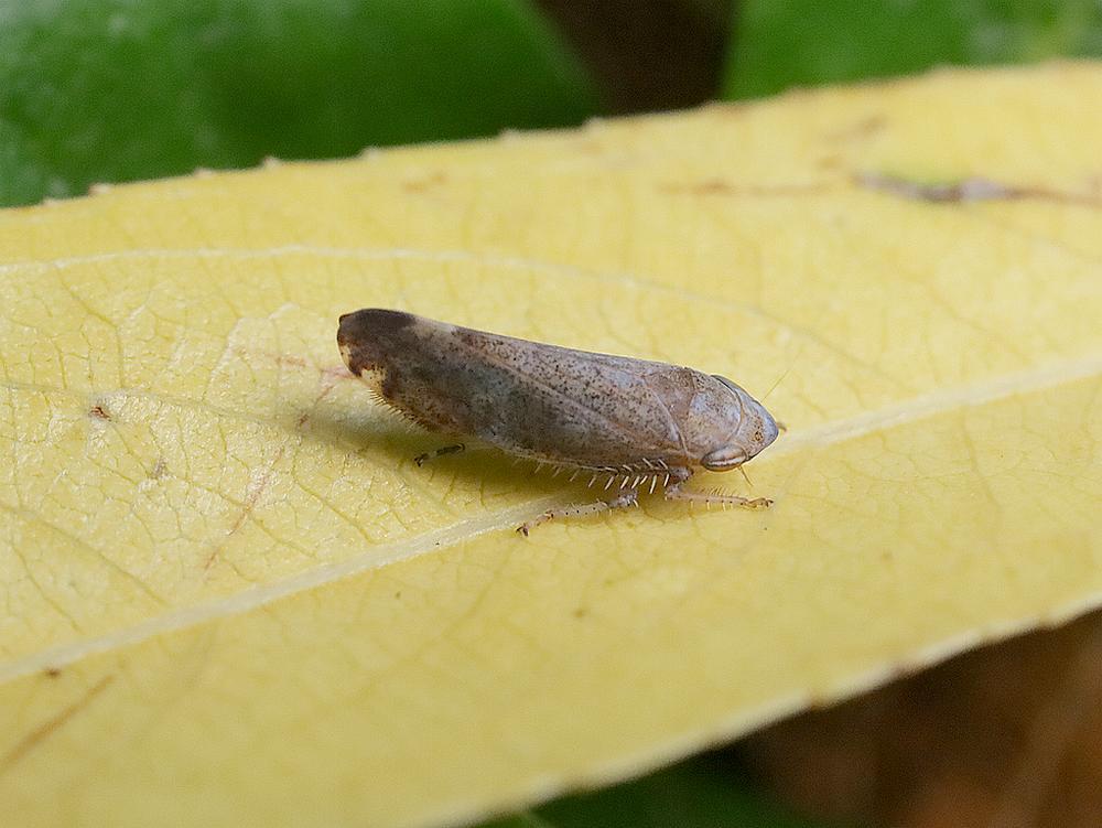 fieberiella florii een dwergcicade zouweboezemgebied 09092026