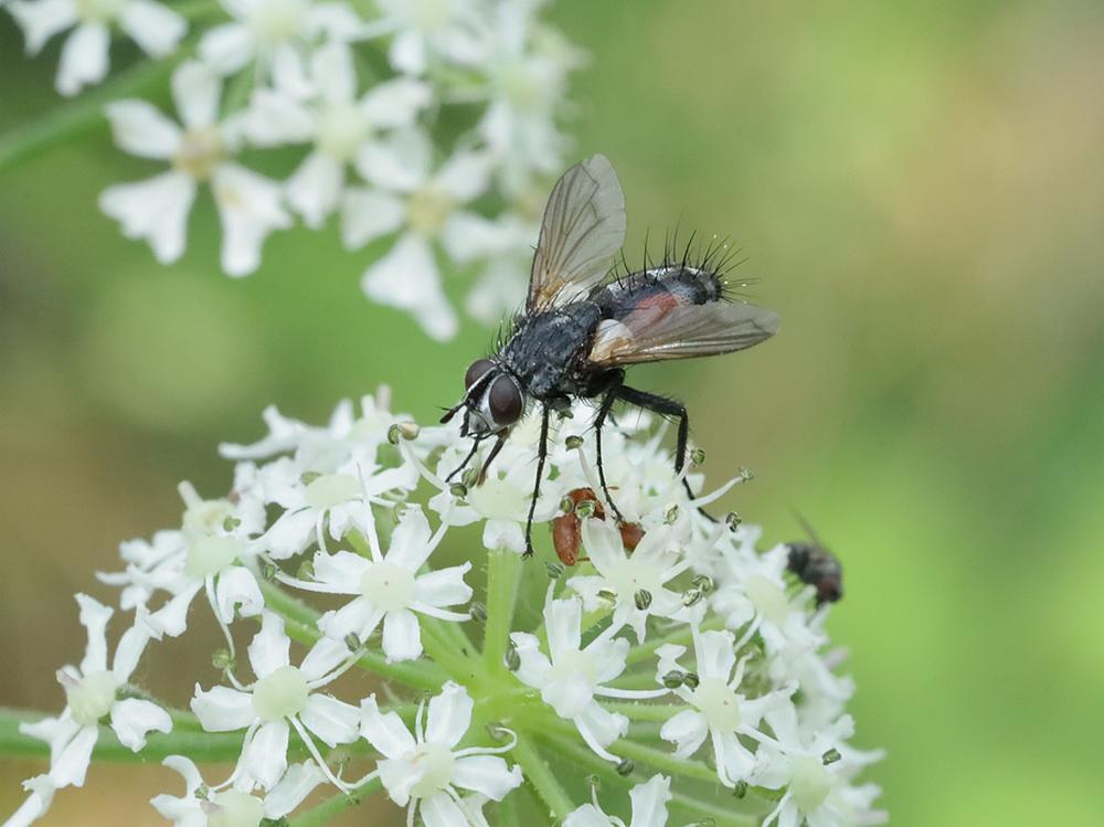 eriothrix rufomaculatusopgewoneberenklauwzouweboezemgebied25072026