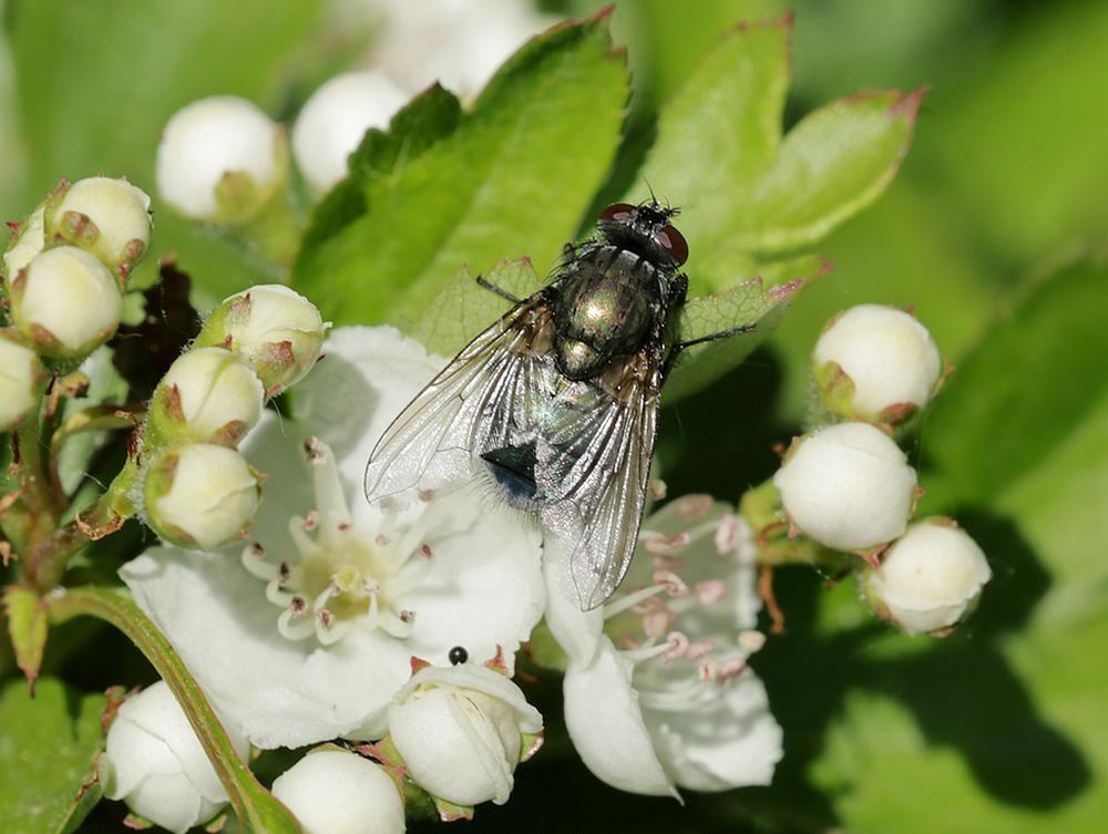 eudasyphoraspeczouweboezemgebied29042026