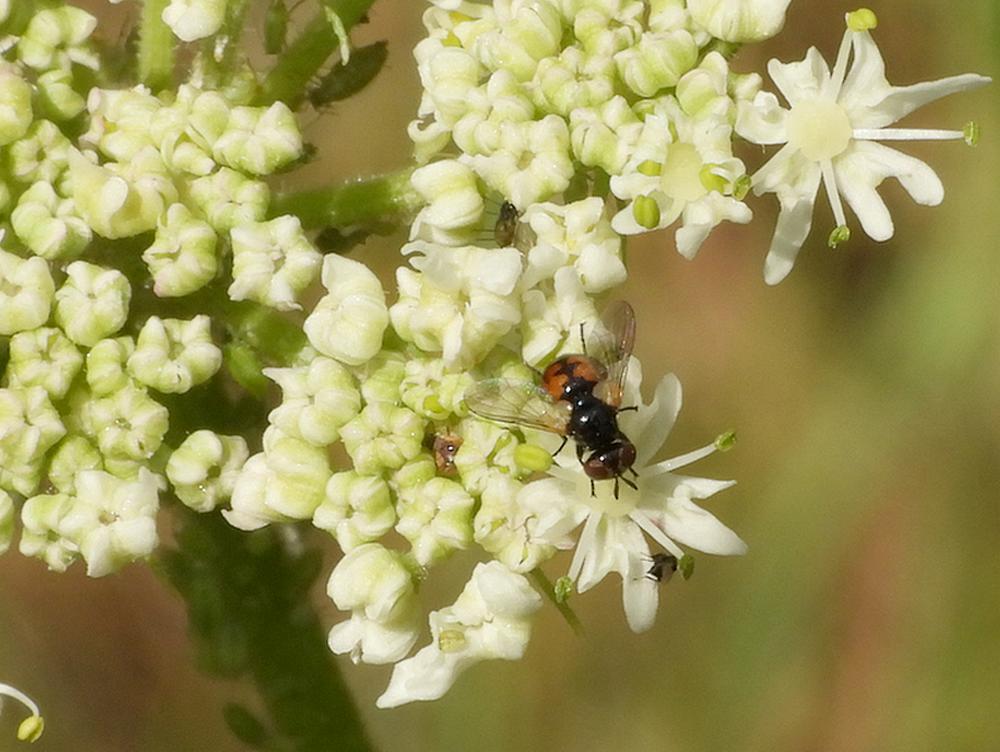 gymnosomanitensopgewoneberenklauwzouweboezemgebied16082026 3