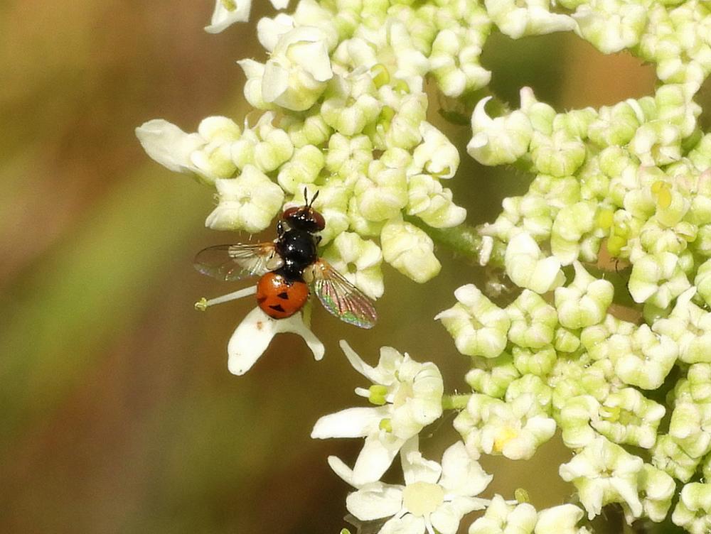 gymnosomanitensopgewoneberenklauwzouweboezemgebied16082026 4