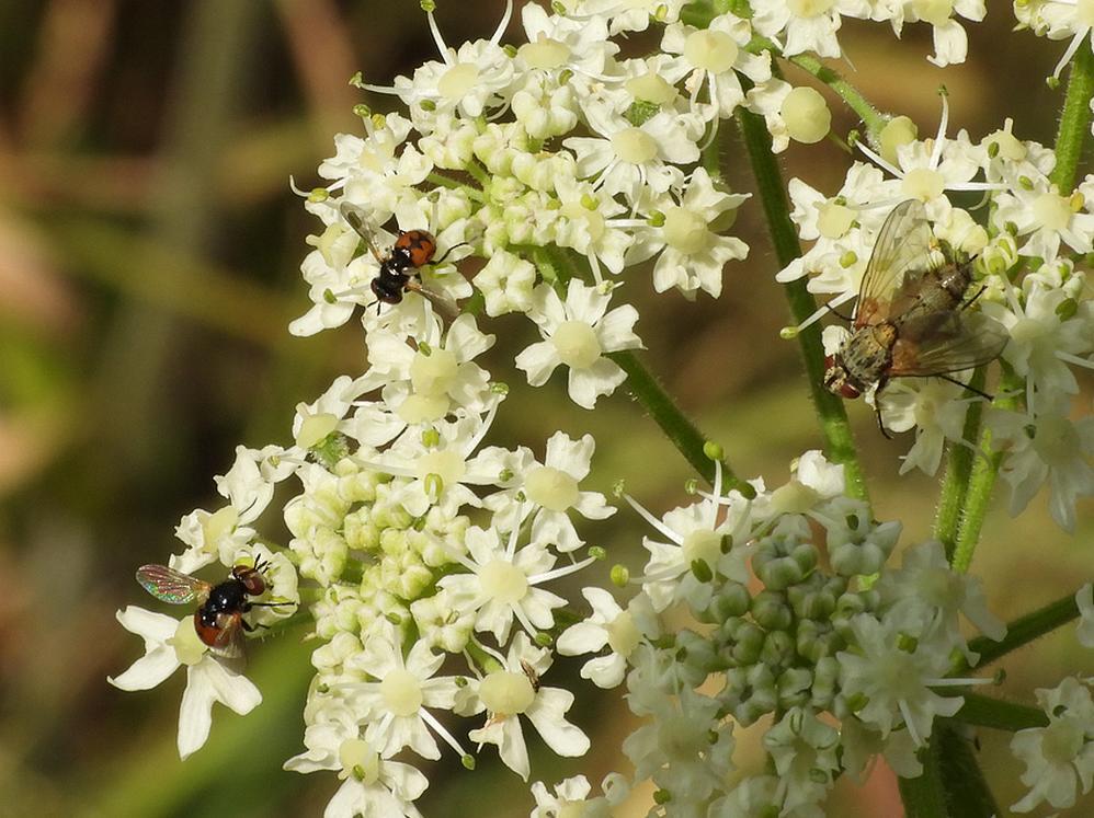 gymnosomanitenspaaropgewoneberenklauwzouweboezemgebied16082026