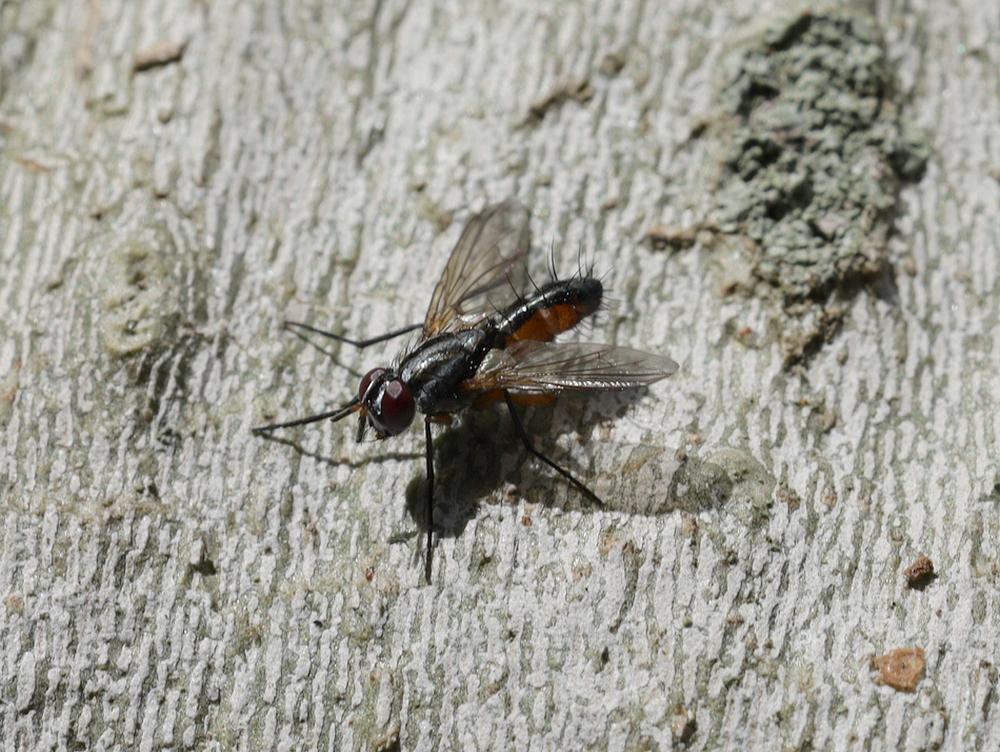 mintho rufiventris een sluipvlieg zouweboezemgebied09092026
