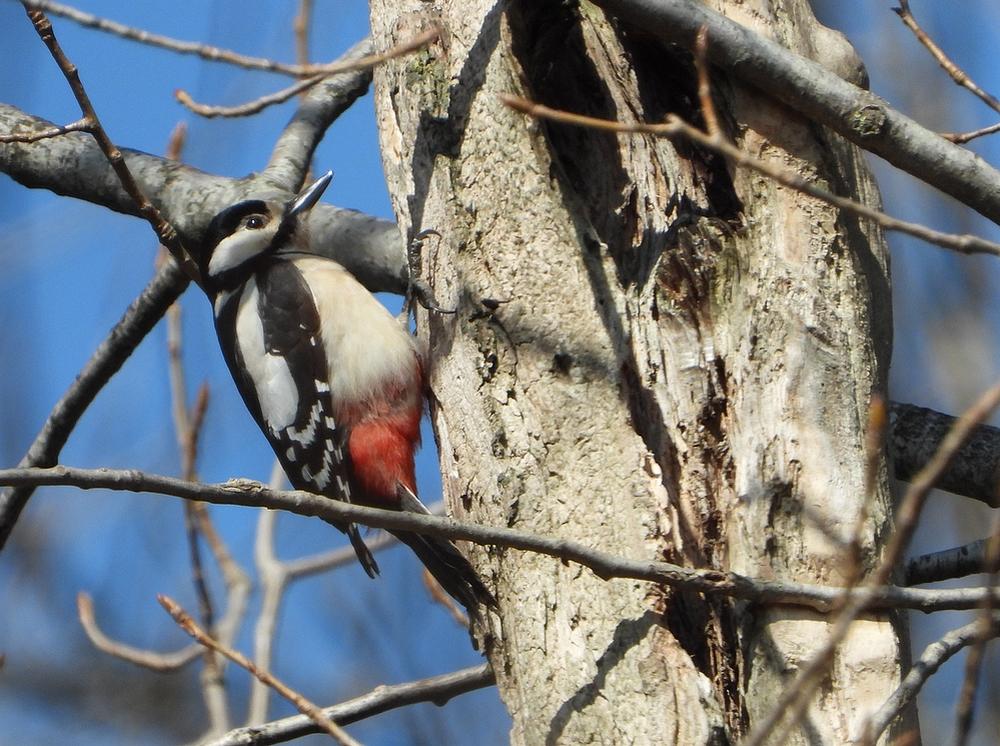 grotebontespechtviaansebos26032021