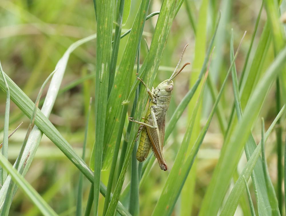 krasserzouweboezemgebid06082026 1