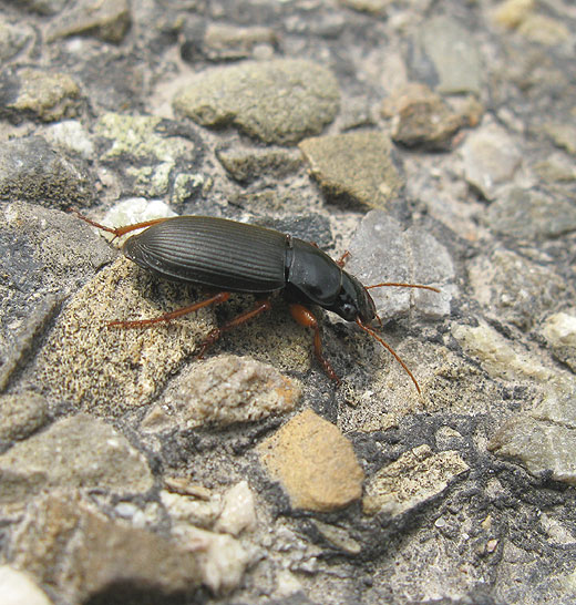 aardbeiloopkever_zouweboezem_15062011_2.jpg