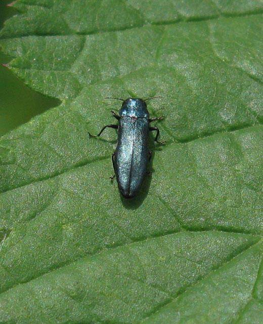 agrilus_cyanescens_viaanse_bos_08062011.jpg