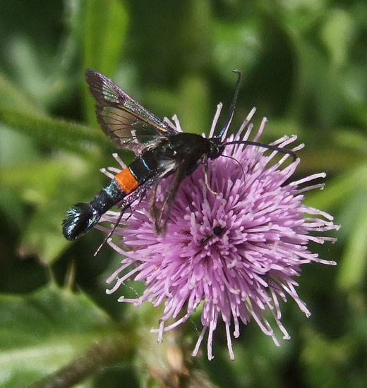 appelglasvlinder_op_akkerdistel_zouweboezemgebied_21_juni_2008_1.jpg