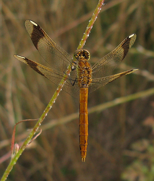 bandheidelibel_man_natuurlijk_brabant_9_juli_2009_1.jpg