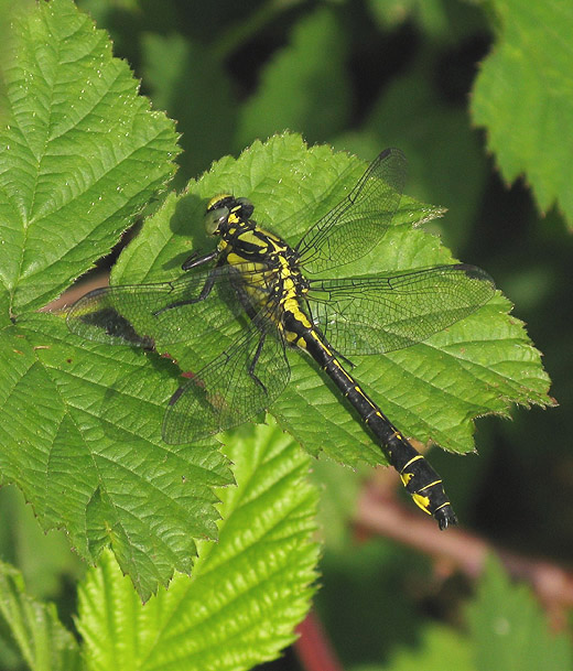 beekrombout_natuurlijk_brabant_20_mei_2009.jpg