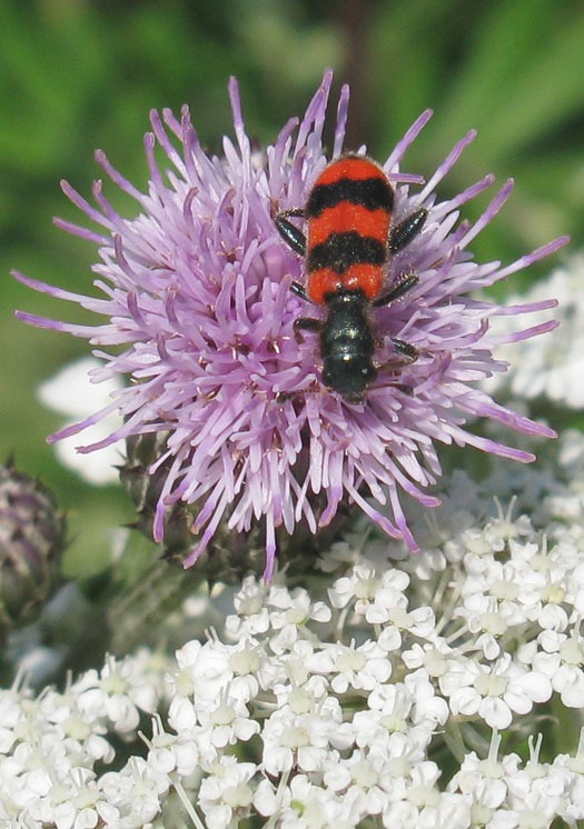 behaarde_bijenwolf_op_akkerdistel_provincie_utrecht_15072011.jpg