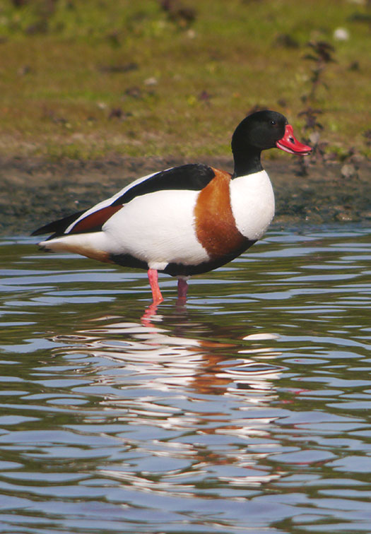 bergeend_lappenheide_acquoy_05062013.jpg