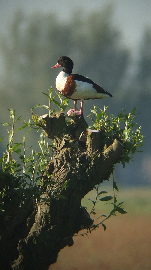 bergeend_op_knotwilg_alblasserwaard_030610.jpg