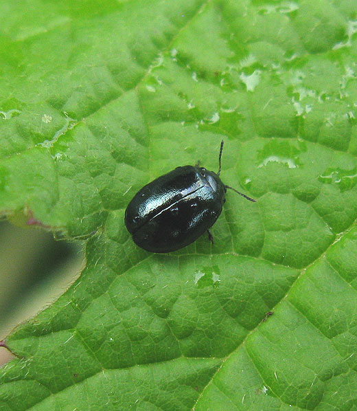 blauw_muntgoudhaantje_zouweboezemgebied_21062011.jpg