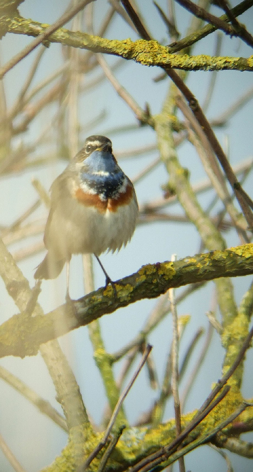 blauwborst_man_vijfheerenlanden_23032010.jpg blauwborst_man_vijfheerenlanden_23032010.jpg