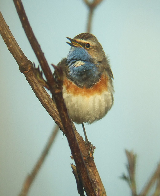 blauwborst_man_zouweboezem_30032009.jpg blauwborst_man_zouweboezem_30032009.jpg