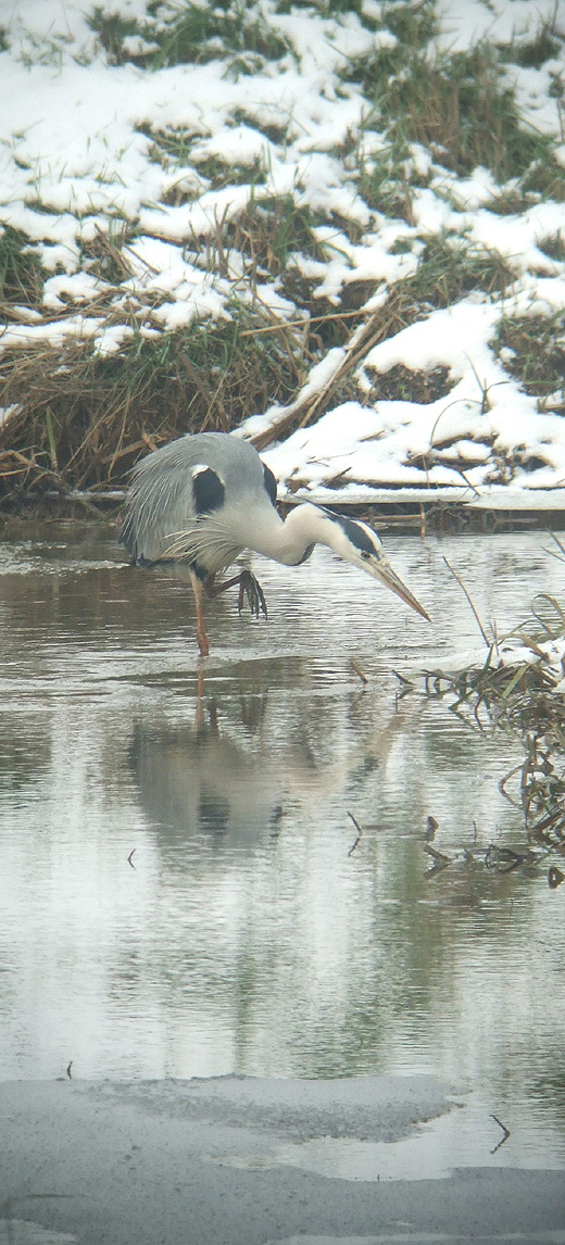 blauwe_reiger_brabantse_biesbosch_120110.jpg blauwe_reiger_brabantse_biesbosch_120110.jpg