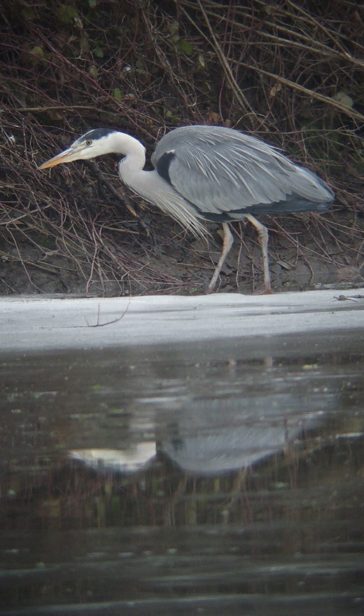 blauwe_reiger_brabantse_biesbosch_230110.jpg