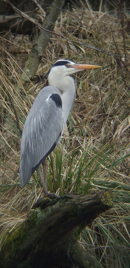 blauwe_reiger_diefdijk_schoonrewoerd_250210.jpg blauwe_reiger_diefdijk_schoonrewoerd_250210.jpg
