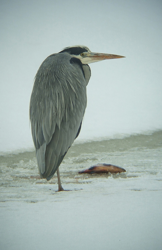 blauwe_reiger_met_een_zeelt_leerbroek_27122010.jpg blauwe_reiger_met_een_zeelt_leerbroek_27122010.jpg