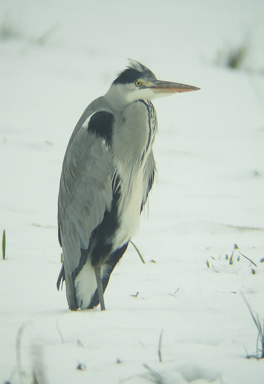 blauwe_reiger_vijfheerenlanden_29122010_2.jpg blauwe_reiger_vijfheerenlanden_29122010_2.jpg