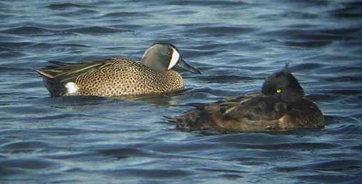 blauwvleugeltaling_en_kuifeend_achterwaterschap_19_maart_2008.jpg blauwvleugeltaling_en_kuifeend_achterwaterschap_19_maart_2008.jpg