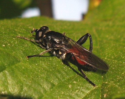 bloedrode_bladloper_vrouw_zouweboezemgebied_04052009.jpg bloedrode_bladloper_vrouw_zouweboezemgebied_04052009.jpg