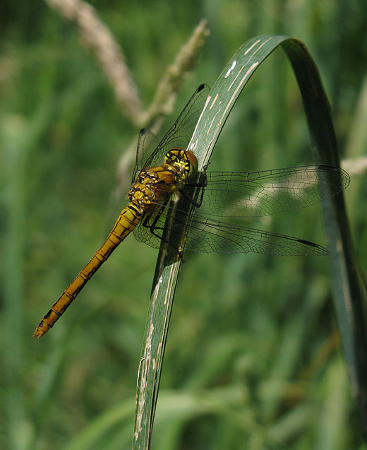 bloedrode_heidelibel_zouweboezemgebied_09062011.jpg