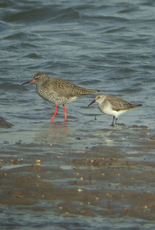 bonte_strandloper_en_tureluur_lekuiterwaarden_vijfheerenlanden_020310.jpg bonte_strandloper_en_tureluur_lekuiterwaarden_vijfheerenlanden_020310.jpg