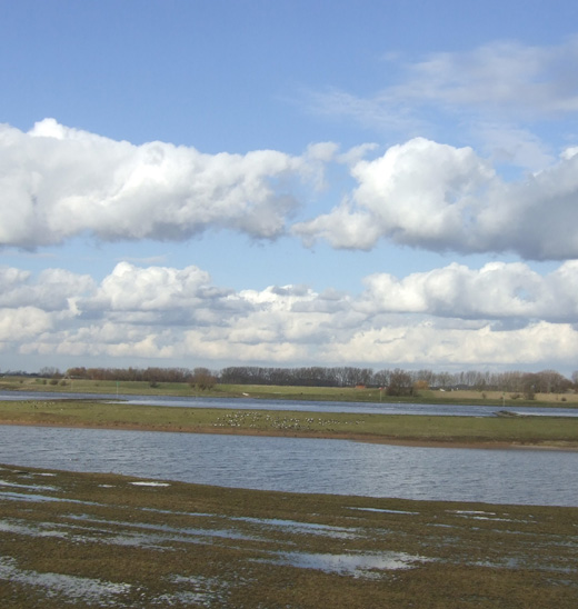 brandganzen_en_wolkenstraten_lekuiterwaard_everdingen_020310.jpg brandganzen_en_wolkenstraten_lekuiterwaard_everdingen_020310.jpg
