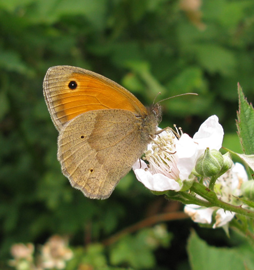 bruin_zandoogje_natuurlijk_brabant_22_juni_2009.jpg