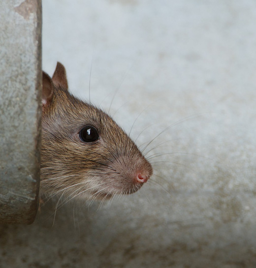 bruine_rat_290510_zenno.jpg bruine_rat_290510_zenno.jpg