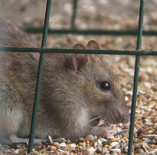 bruine_rat_alblasserwaard_060610.jpg bruine_rat_alblasserwaard_060610.jpg