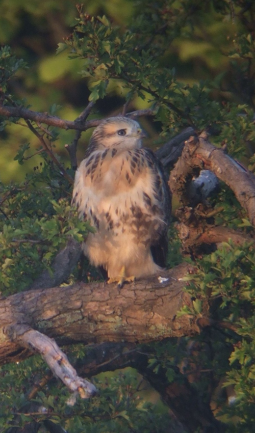 buizerd_juveniel_alblasserwaard_240610_1.jpg buizerd_juveniel_alblasserwaard_240610_1.jpg