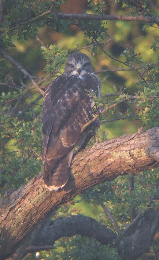 buizerd_juveniel_alblasserwaard_240610_2.jpg buizerd_juveniel_alblasserwaard_240610_2.jpg