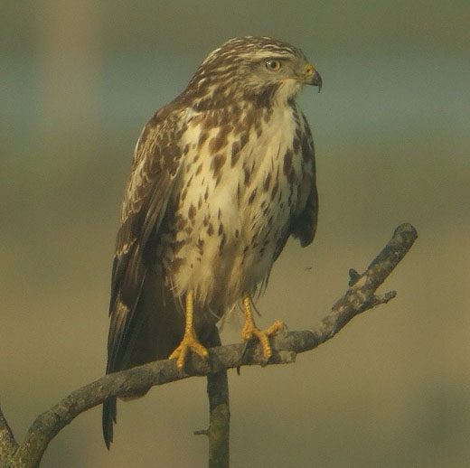 buizerd_lekuiterwaard_everdingen_6_nov._2008_2.jpg