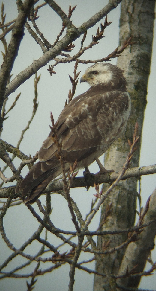 buizerd_tienhoven_030310.jpg buizerd_tienhoven_030310.jpg