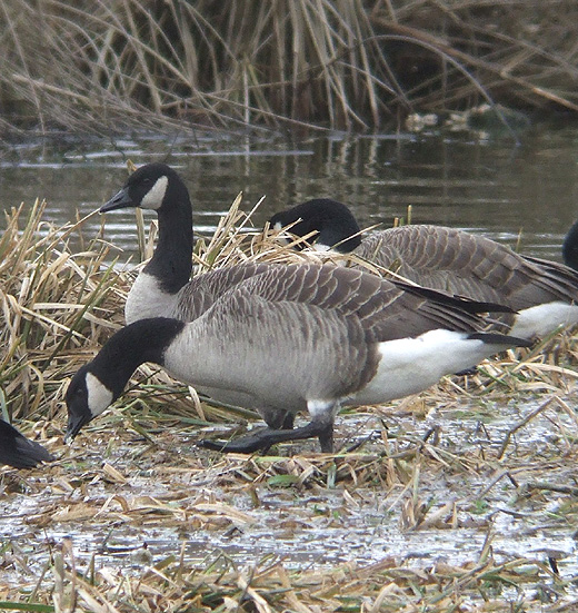 canadese_gans_zouweboezem_260210.jpg canadese_gans_zouweboezem_260210.jpg