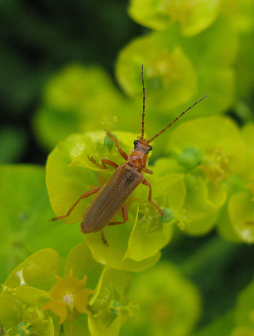 cantharis_figurata_op_heksenmelk_09052011_2.jpg cantharis_figurata_op_heksenmelk_09052011_2.jpg