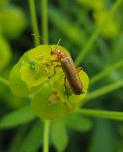 cantharis_pallida_op_heksenmelk_lekuiterwaard_culemborg_09052011_1.jpg cantharis_pallida_op_heksenmelk_lekuiterwaard_culemborg_09052011_1.jpg
