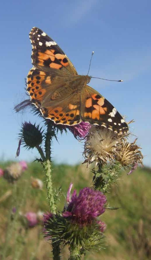 distelvlinder_lekdijk_lexmond_20_okt._2007.jpg distelvlinder_lekdijk_lexmond_20_okt._2007.jpg