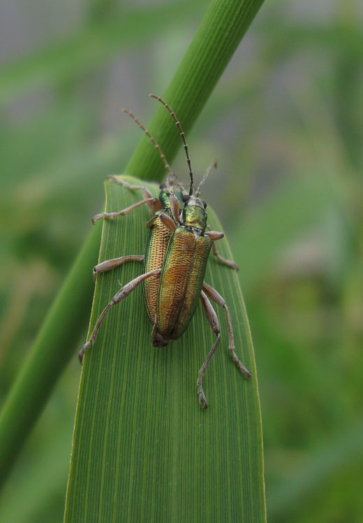 donacia_clavipes_zouweboezem_06062011.jpg donacia_clavipes_zouweboezem_06062011.jpg