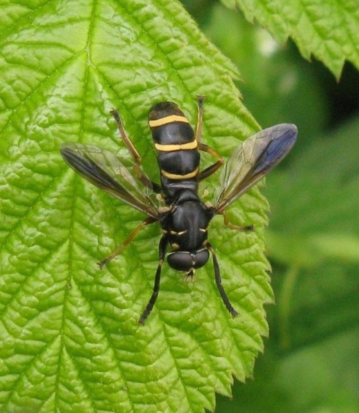 donkere_wespvlieg_man_de_avelingen_07052009.jpg donkere_wespvlieg_man_de_avelingen_07052009.jpg