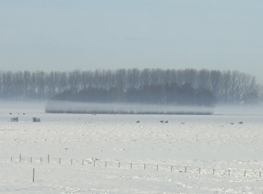 eendenkooirelict-polder-middelbroek-meerkerk-26122010.jpg eendenkooirelict-polder-middelbroek-meerkerk-26122010.jpg