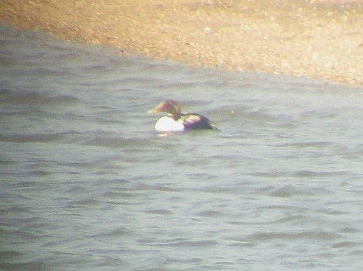 eider_boven_merwede_dalem_24_april_2009_wouter_thijs.jpg eider_boven_merwede_dalem_24_april_2009_wouter_thijs.jpg