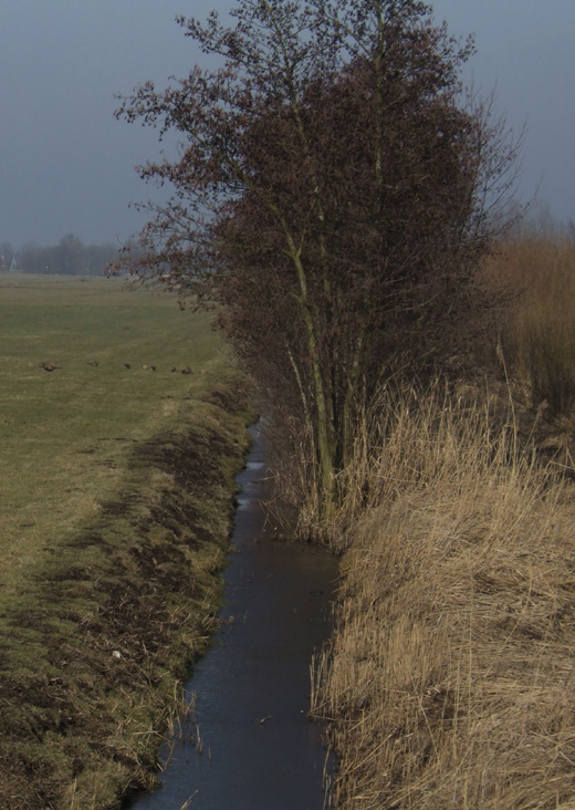 fazanten_polder_lakerveld_100310_1.jpg fazanten_polder_lakerveld_100310_1.jpg