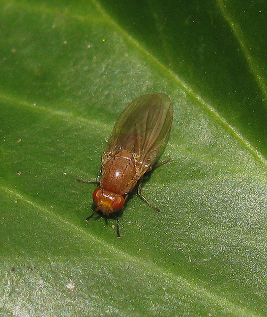 fruitvlieg_drosophila_phalerata_meerkerk_12122011.jpg