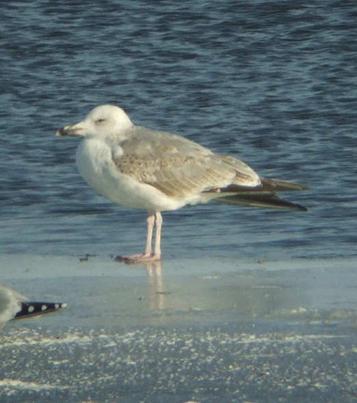 geelpootmeeuw_3e_winter_meeuwenplas_diefdijk_schoonrewoerd_12022010.jpg